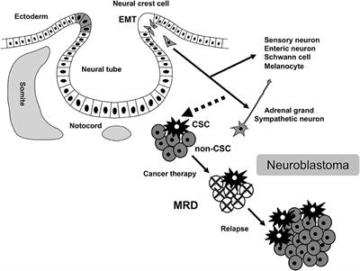 Dynamics of Minimal Residual Disease in Neuroblastoma Patients